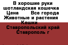 В хорошие руки шотландская кошечка › Цена ­ 7 - Все города Животные и растения » Кошки   . Ставропольский край,Ставрополь г.